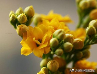 怎么样能把长寿花养成老桩 长寿花怎样修整养殖成老桩方法