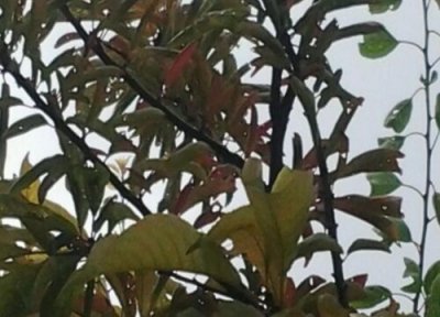 李子树病虫害防治方法与技术措施 李子树常见病虫害的症状和防治措施