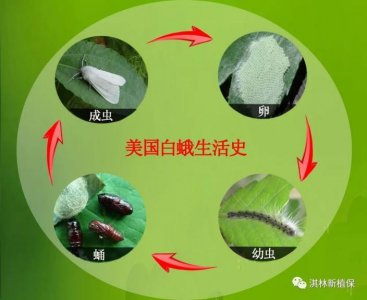 家里有美国白蛾怎么办 如何长效防治消灭美国白蛾幼虫