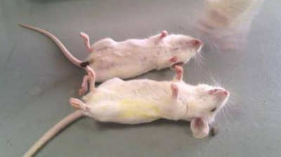 国内最大的毒蛇是什么 我国陆地第一毒蛇究竟有多毒