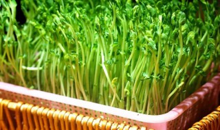 怎样长期存放新鲜黄豆苗 如何保存黄豆苗