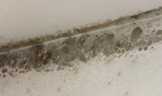 墙上的霉斑怎么去除 墙上的霉斑如何去除