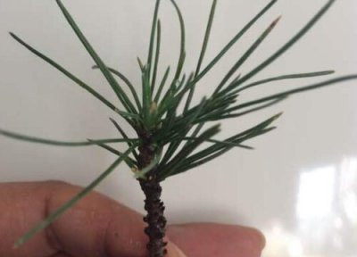 黑松扦插生根时间 黑松扦插多久生根