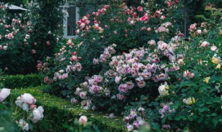 树状月季树适合种植时间 树状月季树怎么种