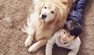 狗狗可以喝豆浆吗 狗狗能不能喝豆浆呢