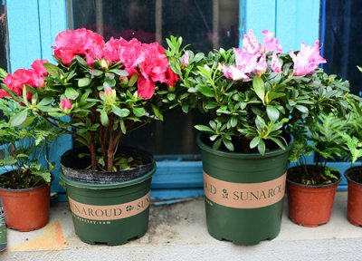 盆栽杜鹃花浇什么水最好 平时杜鹃花浇啥水合适长的好