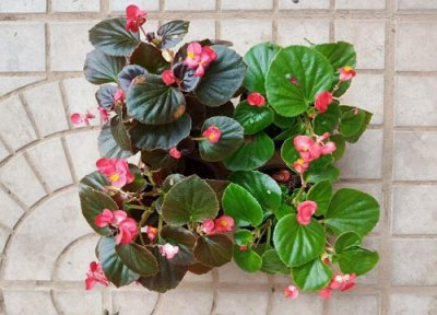 玻璃翠能浇啤酒水吗 玻璃翠可以浇啤酒吗