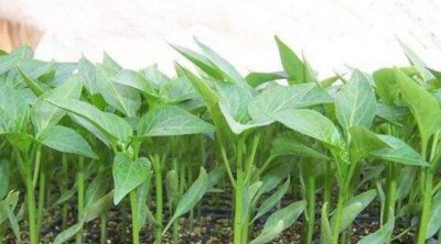 种的蔬菜生长过程中有虫子怎么办 自家菜园生虫处理方法