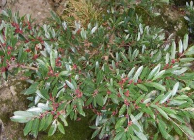 中华蚊母的养殖方法和注意事项 蚊母盆景怎样栽培管理