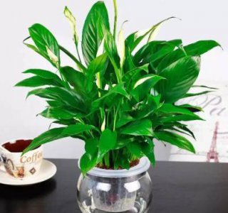 一帆风顺可以水养吗 水培一帆风顺的2个技巧开花不断