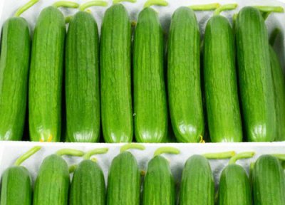 黄瓜种植条件 黄瓜的种植方法与时间