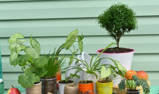 客厅适合养什么大植物 客厅适合养哪些大植物