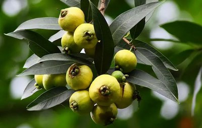 蒲桃为什么没人吃 南方特有水果蒲桃如今被人嫌弃