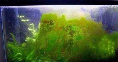 鱼缸壁上的绿藻怎么去除最快 绿藻对鱼有什么危害