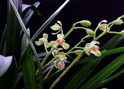 兰花土每年都要换吗 兰花到底要不要一年更换一次植料