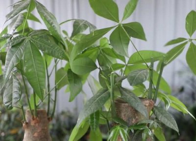 发财树的叶子长出来一直耷拉着 叶子耷拉发蔫下垂原因