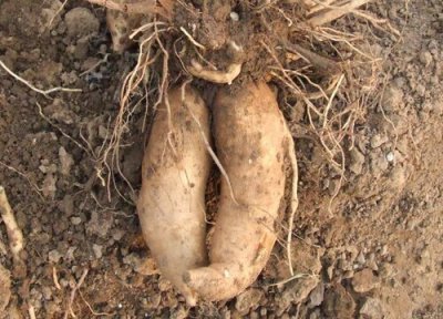 雪莲什么时候成熟 成熟季节是几月