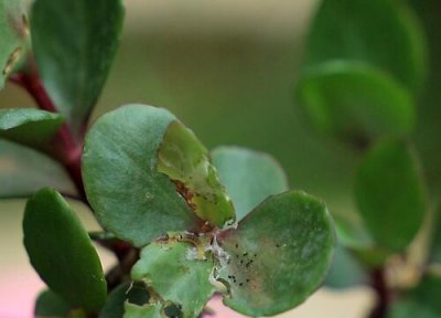 长寿花叶子发黄干枯怎么办 长寿花叶片发黄发烂要怎么处理