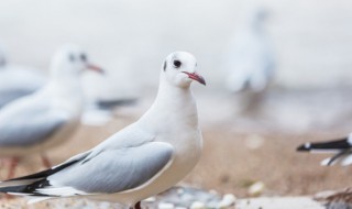 鸽蛋蒸多久才熟透 鸽蛋蒸多长时间才熟透