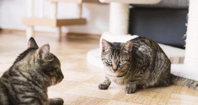 养猫家里臭味怎么去除 养猫后家里味道太大怎么处理