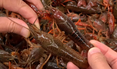 龙虾尾怎么清洗和处理 清理小龙虾是最干净的妙招