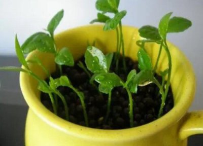 柠檬籽怎么发芽快 柠檬籽发芽环境要求