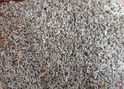 大滨菊种子播种时间 大滨菊种子什么时候播种最好