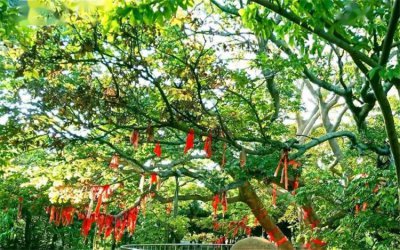 菩提树的寓意和象征风水 菩提树是智慧与神灵的化身