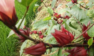 红桃k适合什么季节播种 红桃k应该哪个季节播种