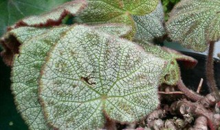 毛叶秋海棠的养殖方法 毛叶秋海棠正确养殖方法