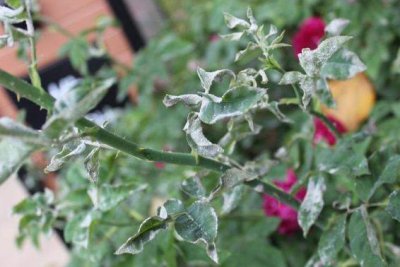 月季花长白霜用什么药 月季花长了白色的霜是什么东西