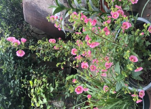 小木槿怎么度夏安全