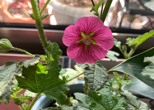 小木槿怎么度夏安全