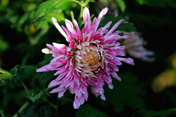 男人眼中有趣的女人是啥样子