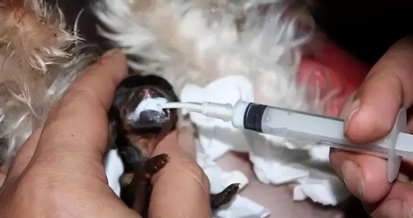 茶杯犬背后的残忍真相