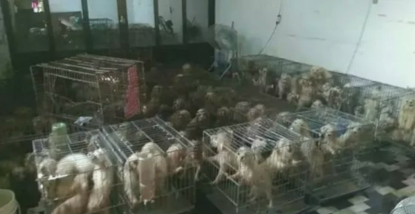 茶杯犬背后的残忍真相