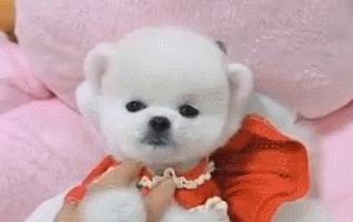 茶杯犬背后的残忍真相