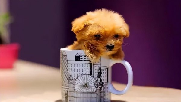 茶杯犬背后的残忍真相