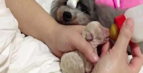 茶杯犬背后的残忍真相