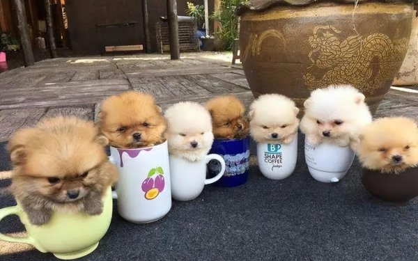茶杯犬背后的残忍真相