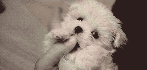 茶杯犬背后的残忍真相