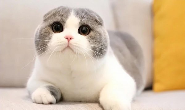 茶杯犬背后的残忍真相