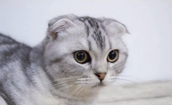 茶杯犬背后的残忍真相