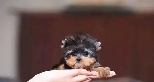 茶杯犬背后的残忍真相