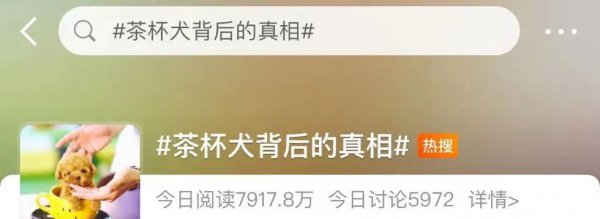 茶杯犬背后的残忍真相