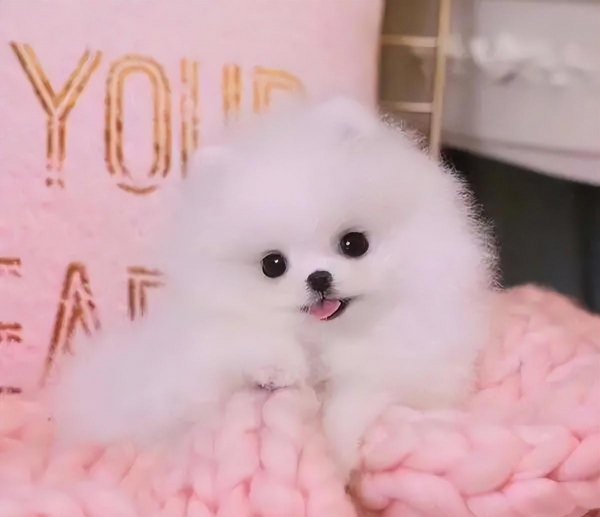 茶杯犬背后的残忍真相