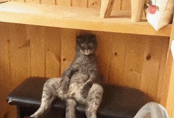 茶杯犬背后的残忍真相