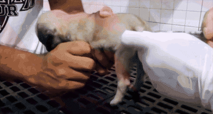 茶杯犬背后的残忍真相