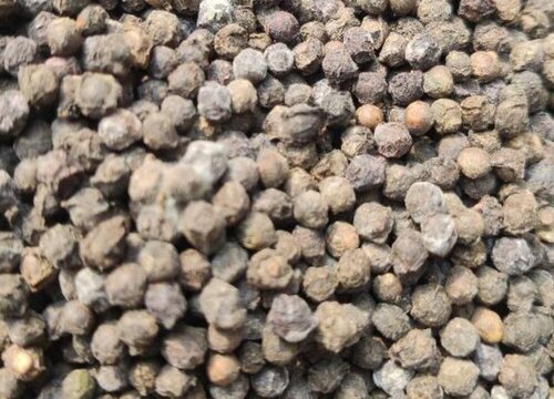 木耳菜种子催芽方法