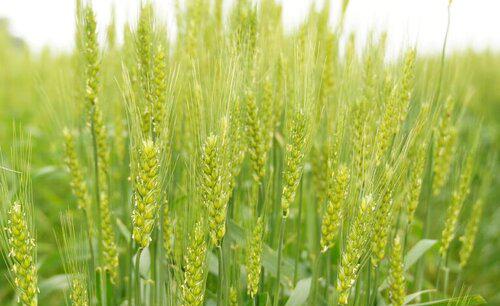 小麦打除草剂导致发黄怎么补救